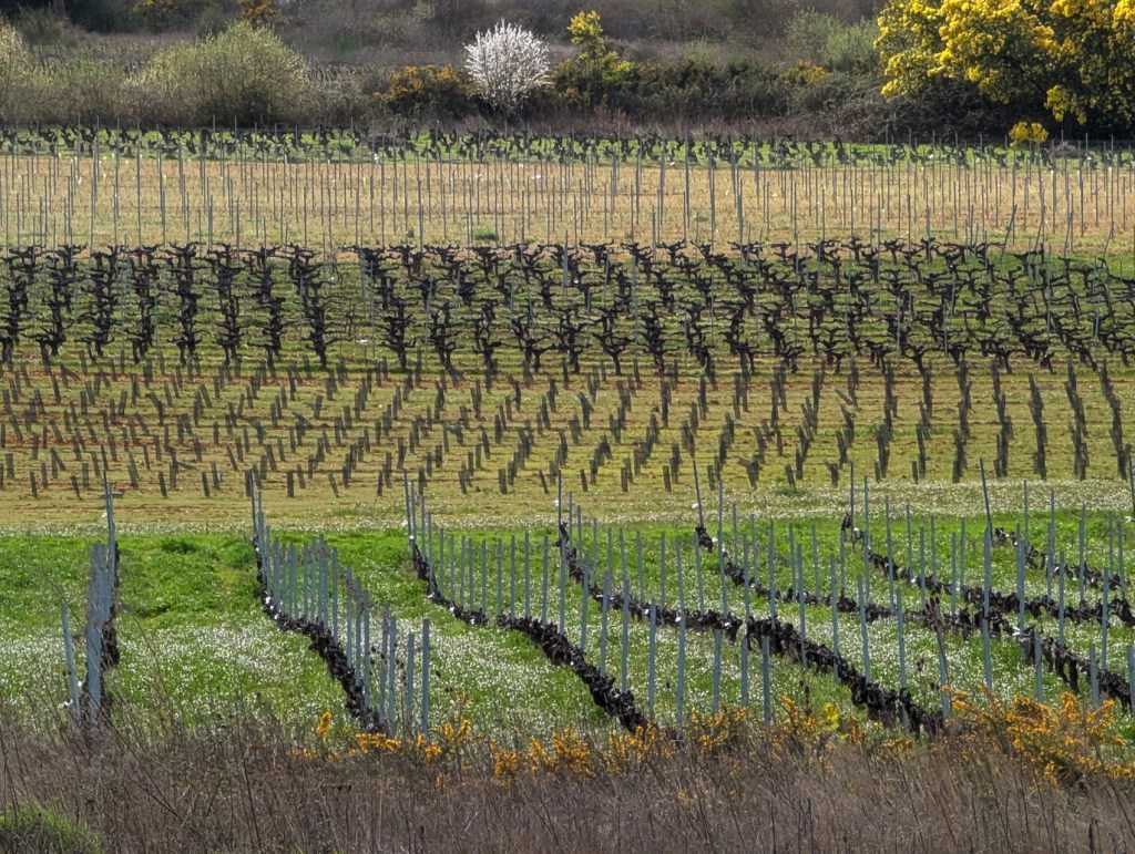 Entre Quilós y Cacabelos, El Bierzo, León, Castilla y León, España.