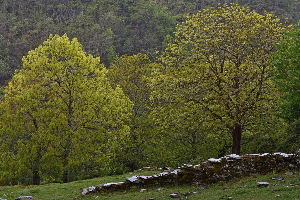 Albaredos, Barjas, El Bierzo, León, Castilla y León, España.