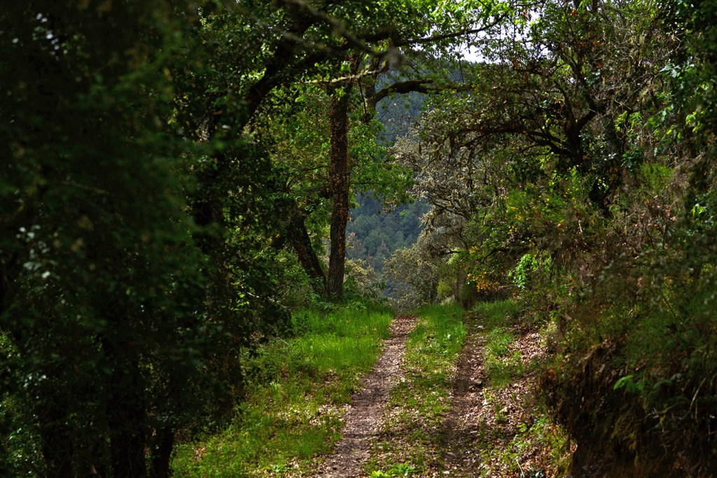 Entre San Vicente y Sancedo, El Bierzo, León, Castilla y León, España.