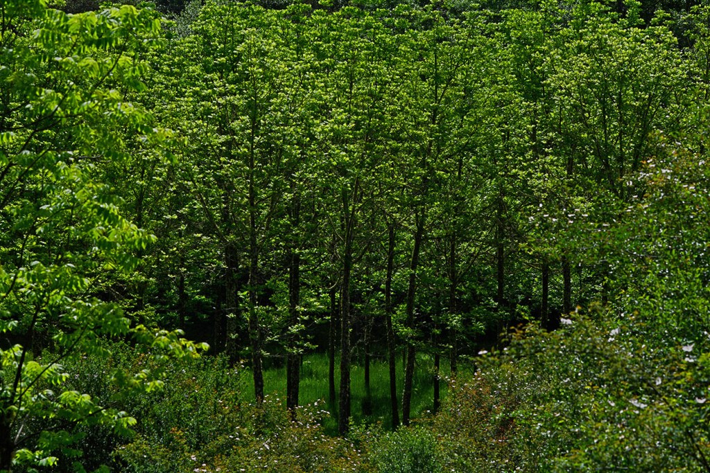 Trombio de Abajo, Toreno, El Bierzo, León, Castilla y León, España.