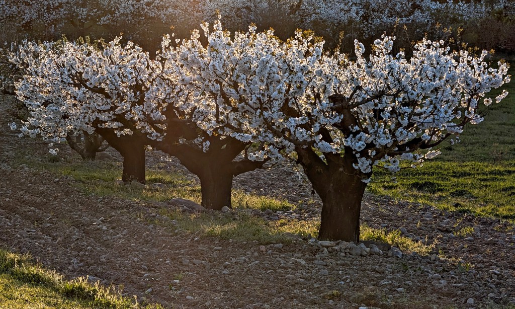 Cacabelos, El Bierzo, León, Castilla y León, España.