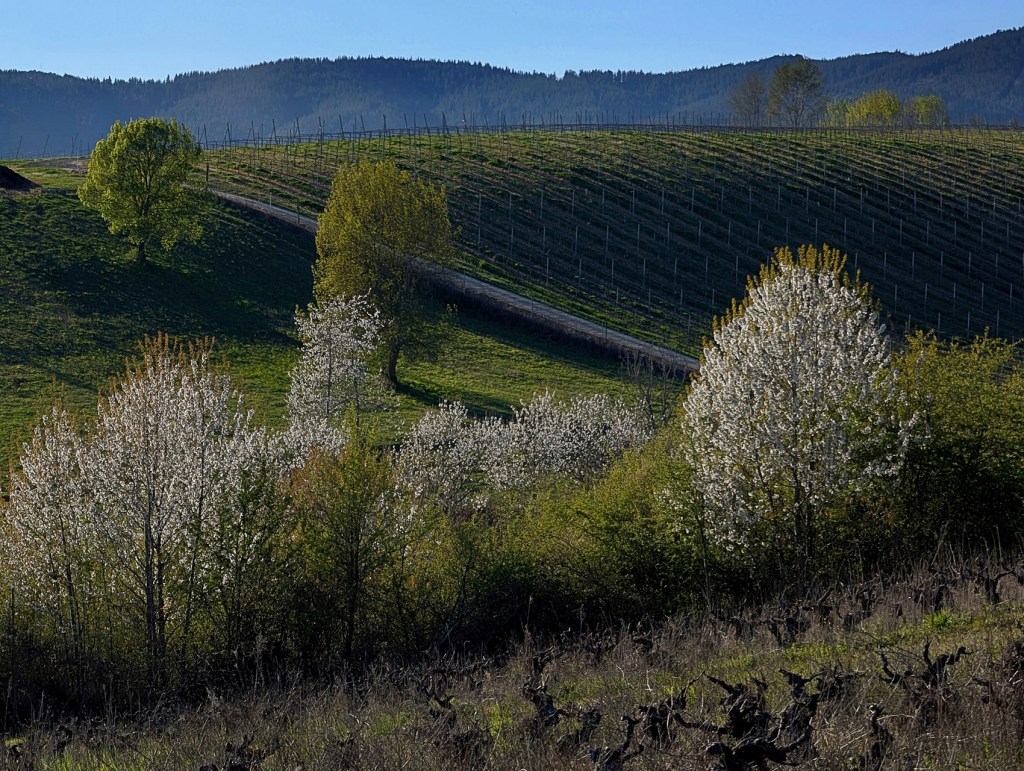 Arganza, El Bierzo, León, Castilla y León, España.