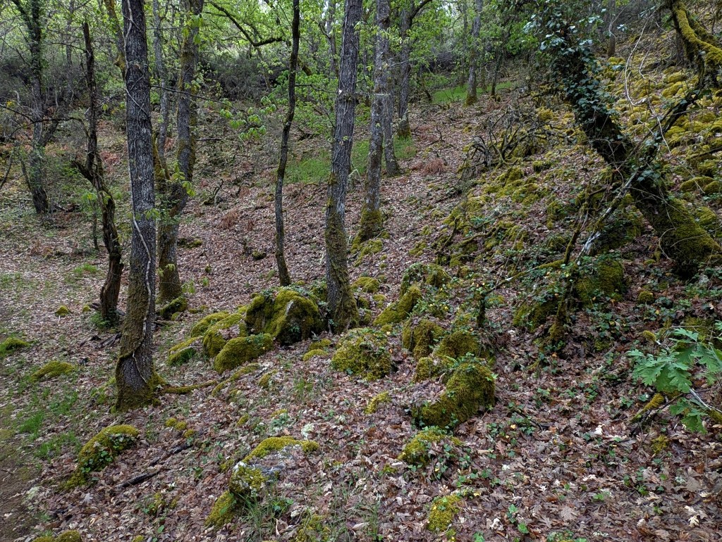 Robledal salpicado de rocas cubiertas de musgo a lo largo del arroyo de Sancedo, entre Sancedo y San Vicente, El Bierzo, León, España.