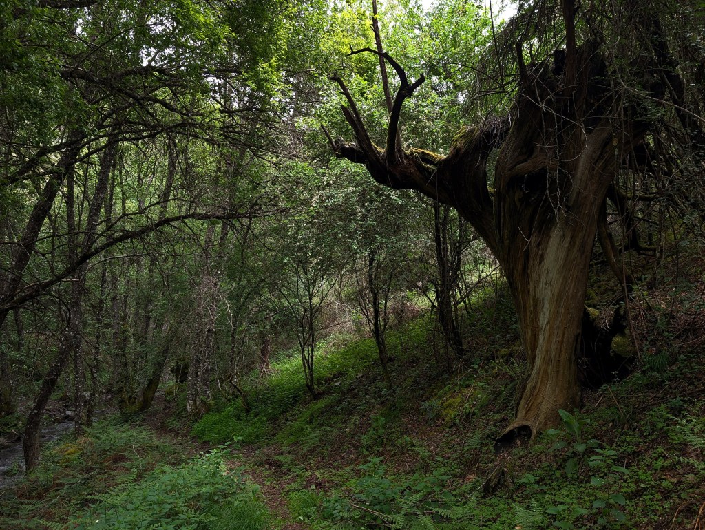 Monumentales castaños quemados en el pasado se reparten en el camino de la Ruta del Hierro en las cercanías de Ocero, Sancedo, El Bierzo, León, España.