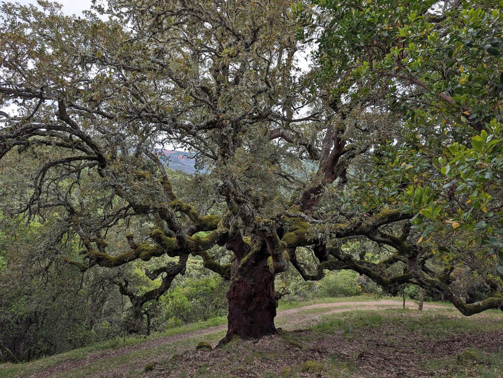 Senda de los Zufreiros del Frade, Carucedo, El Bierzo, León, Castilla y León, España.