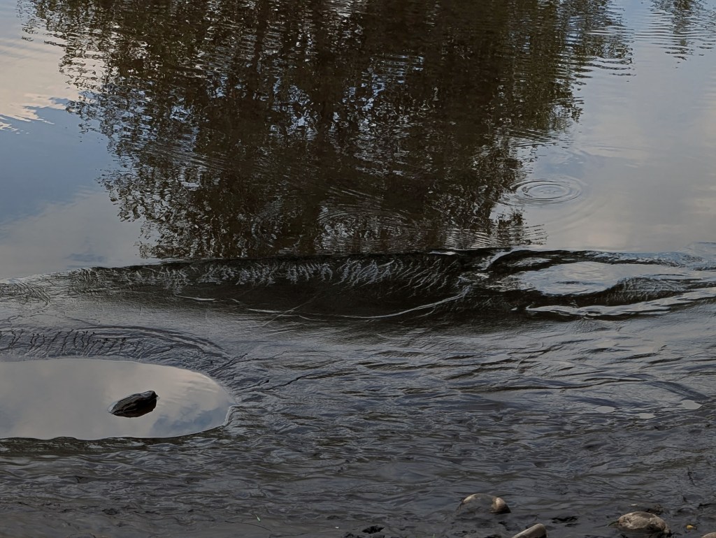 Lodo y cenizas en la orilla del cauce del río Cúa a su paso por Cacabelos en el verano de 2026 arrastradas desde el valle de Fornela tras unas tormentas primaverales nunca vistas por los lugareños más longevos. Cacabelos, El Bierzo, León, España.