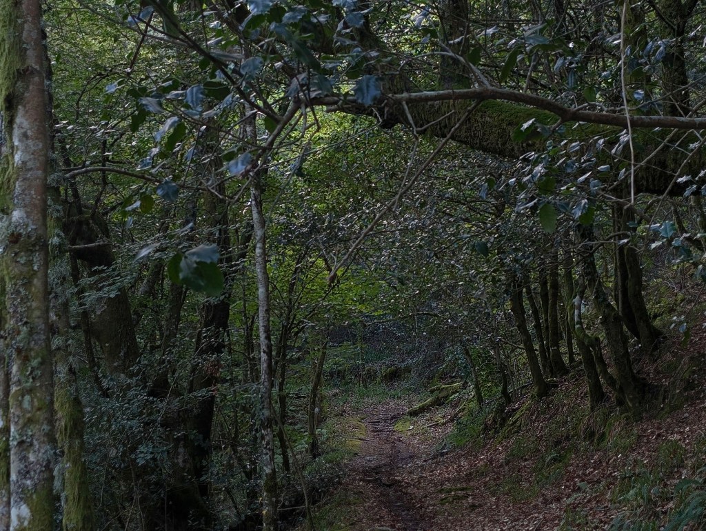 Camino con una amplia biodiversidad vegetal en la ruta de Devesa da Rogueira desde Moreda-O Courel, Seoane, Folgoso de Caurel, Lugo, Galicia, España.