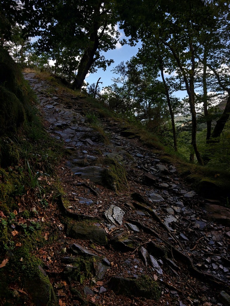 Camino de raíces y pizarra en la ruta de Devesa da Rogueira, Moreda, Folgoso do Caurel, Lugo, Galicia, España.