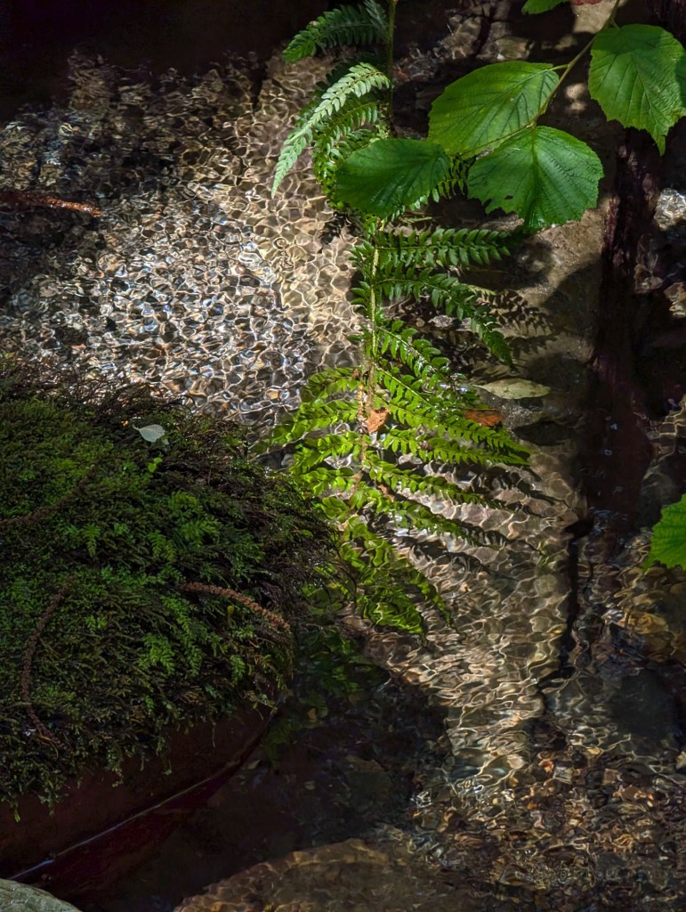 Reflejos en el agua cristalina del Rego da Rogueira en la ruta de Devesa da Rogueira, Moreda, Seoane, Folgoso do Caurel, Lugo, Galicia), España.
