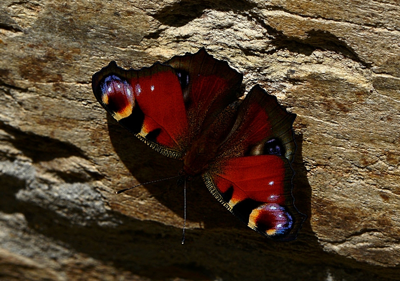 Mariposa Pavo Real sobre la piedra de una fachada en una casa de Busmayor, Barjas, El Bierzo, León, Castilla y León, España.