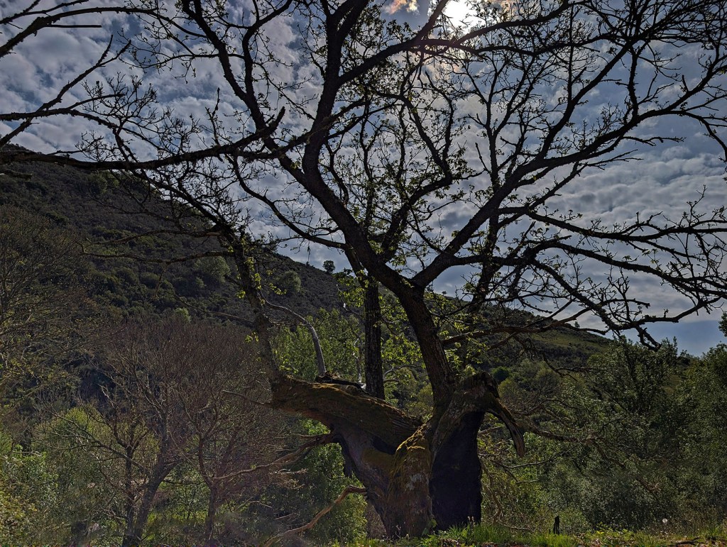 Cercanías de Paradaseca, Villafranca del Bierzo, El Bierzo, León, Castilla y León, España.