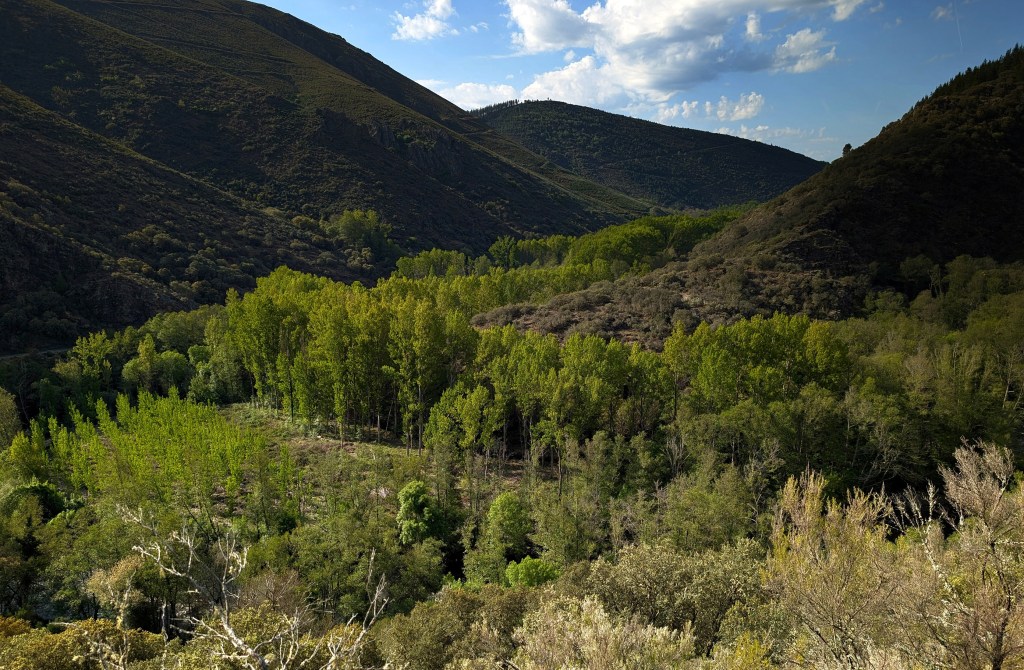 Los Puliñeiros, Villabuena, Cacabelos, El Bierzo, León, Castilla y León, España.