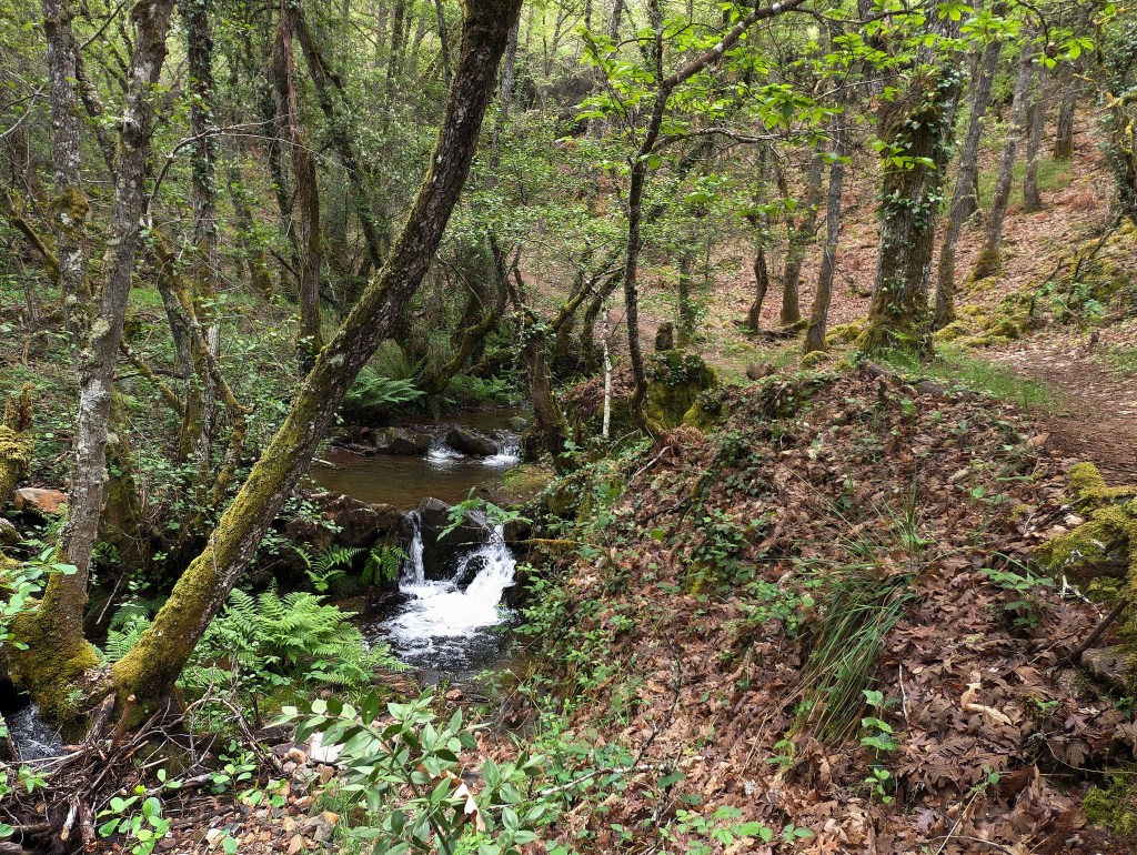 Entre Sancedo y San Vicente, El Bierzo, León, Castilla y León, España.