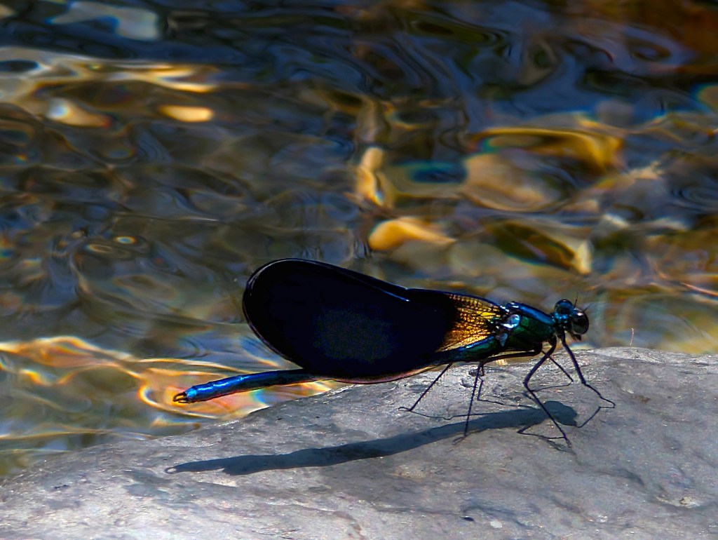 Libélula de tonos azulados en aguas del río Ancares, San Pedro de Olleros, Vega de Espinareda, El Bierzo, León, Castilla y León, España.