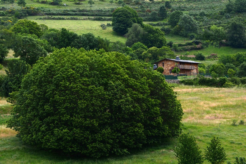Ejemplar de Castaño en las inmediaciones de Cantejeira, Balboa, El Bierzo, León, Castilla y León, España.