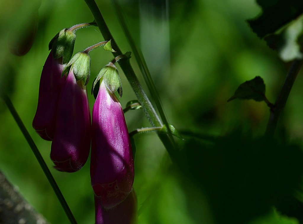 Digitalis purpurea en las inmediaciones de Busmayor, Barjas, El Bierzo, León, Castilla y León, España.