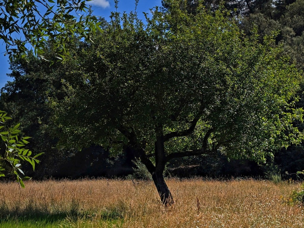 Cerca del río Ancares, San Pedro de Olleros, Vega de Espinareda, El Bierzo, León, Castilla y León, España.