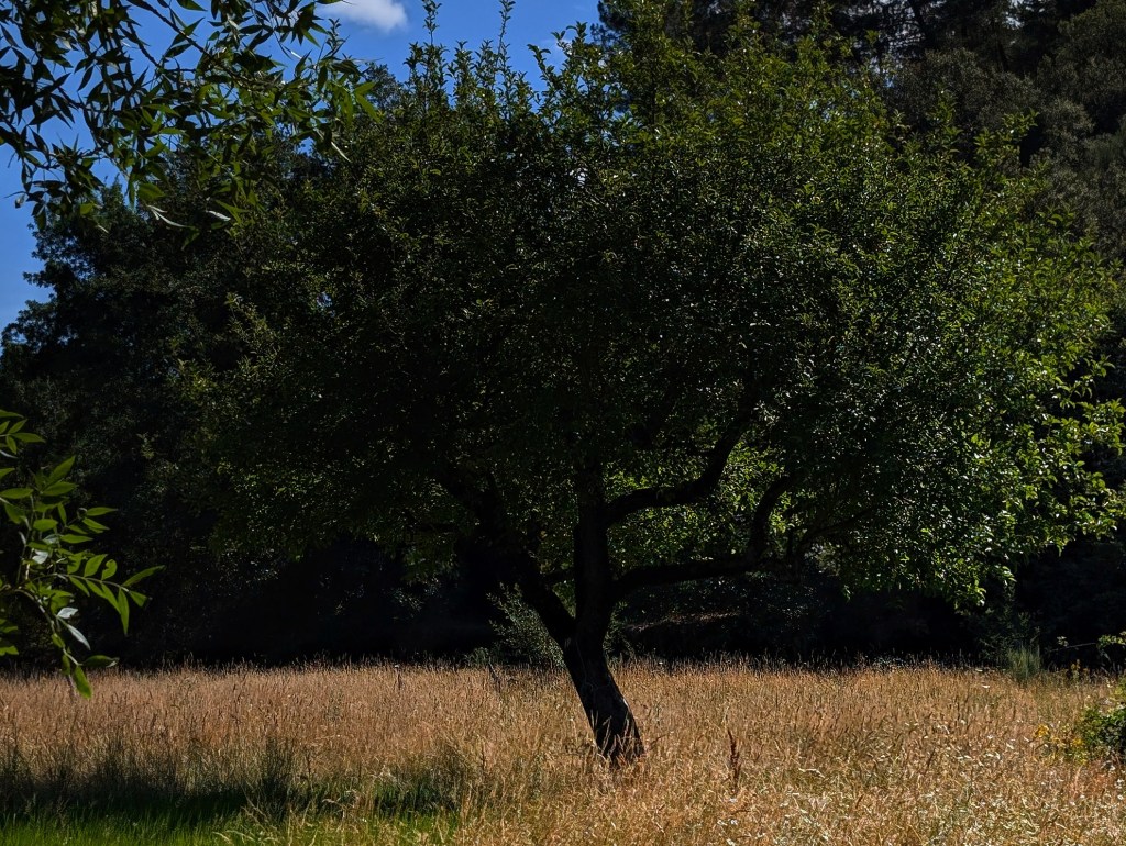 Manzano silvestre en un prado cercano al río Ancares, San Pedro de Olleros, Vega de Espinareda, El Bierzo, León, Castilla y León, España.