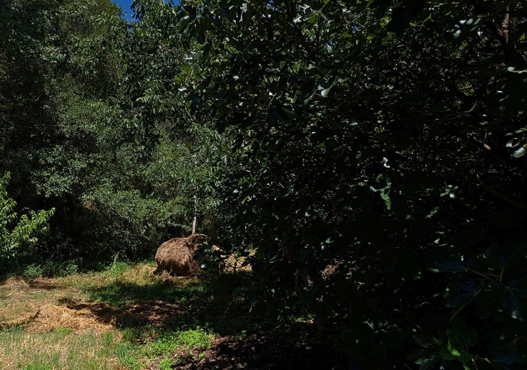En Espanillo, Arganza, El Bierzo, León, Castilla y León, España.