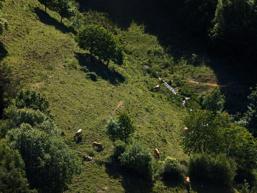 Prado con vacas, con un pequeño arroyo que le da la vida en la estación seca en las cercanías de Brañas, Piedrafita do Cebreiro, Lugo, Galicia, España.
