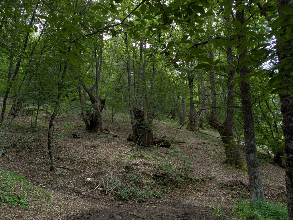 Bosque de castaños a lo largo del camino entre Balboa y Cantejeira, El Bierzo, León, Castilla y León, España.