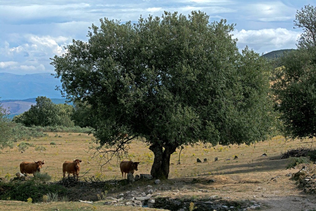 Campo del Agua, Villafranca del Bierzo, El Bierzo, León, Castilla y León, España.