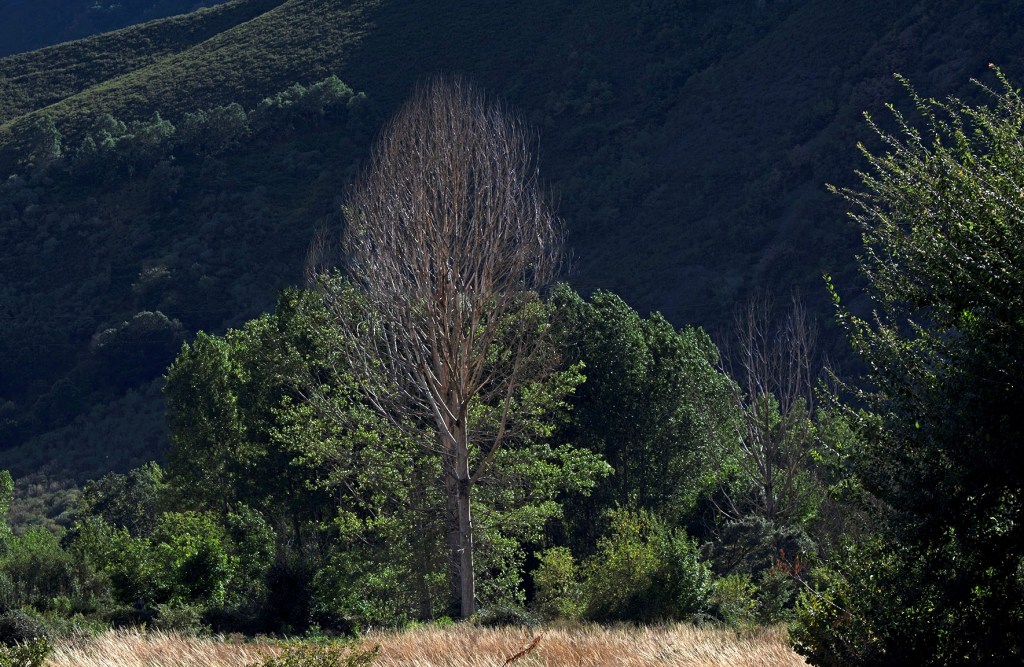 Burbia, Vega de Espinareda, El Bierzo, León, Castilla y León, España.